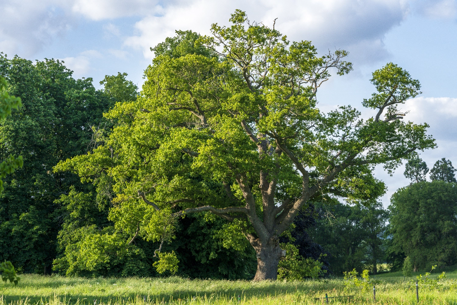 Ancient Woodland vs Semi-Natural Woodland Difference and Why It Matters for Natural Burial Grounds