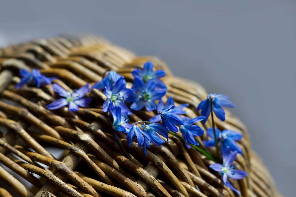 Biodegradable Coffin Eco-friendly Coffin Options