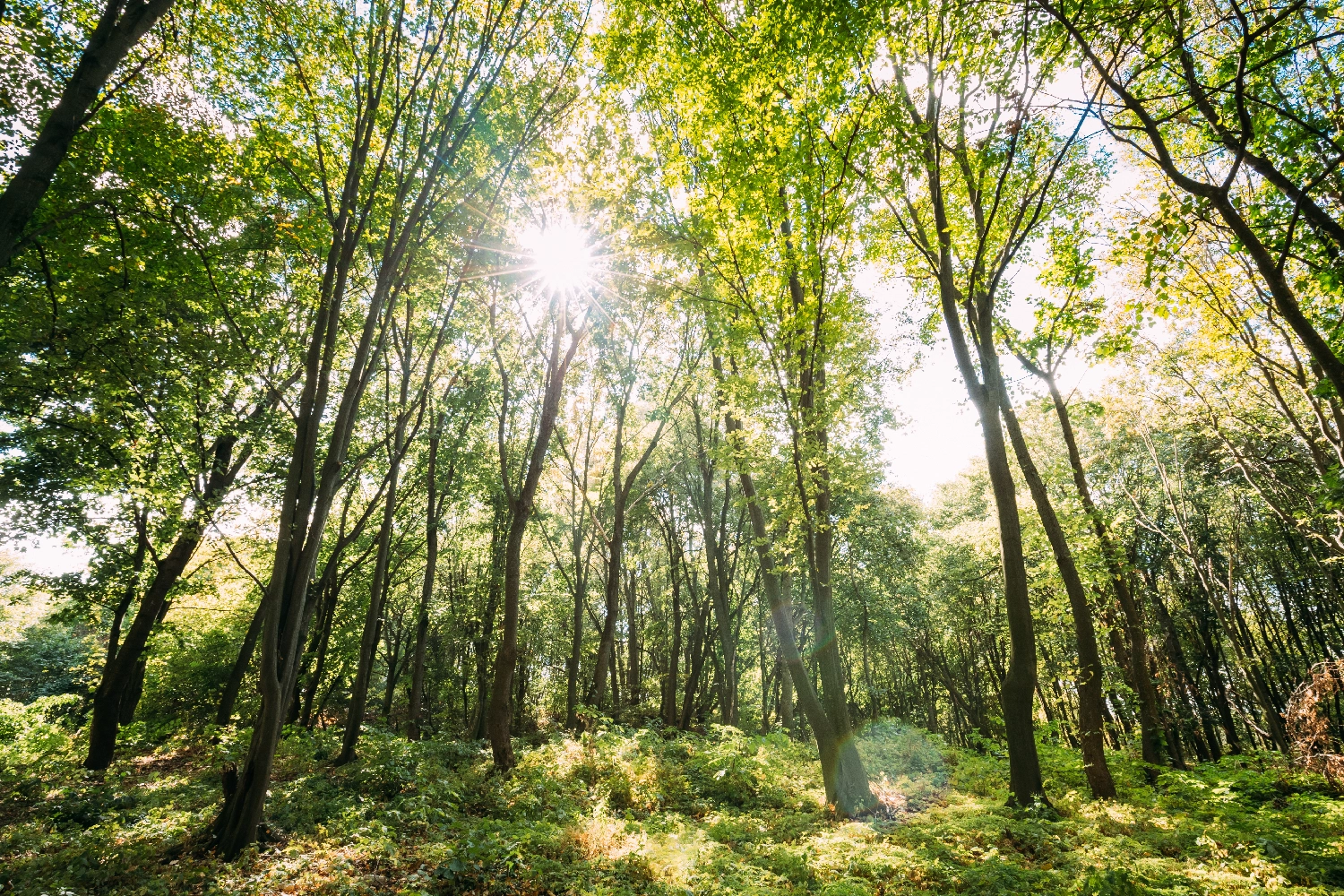 Biodiversity in Natural Burial Grounds