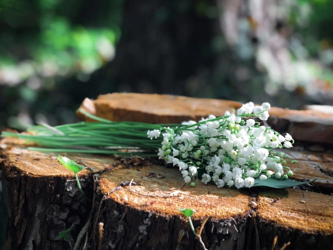 Burial Shrouds A Simple and Natural Choice for Eco-Friendly Farewells