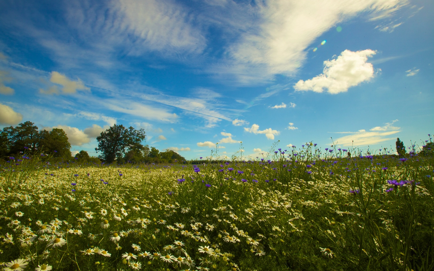 Clandon Wood Nature Reserve & Natural Burial Ground -Daisy and cornflower meadow
