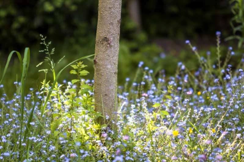 Combining Cremation and Natural Burial: Hybrid Eco Options