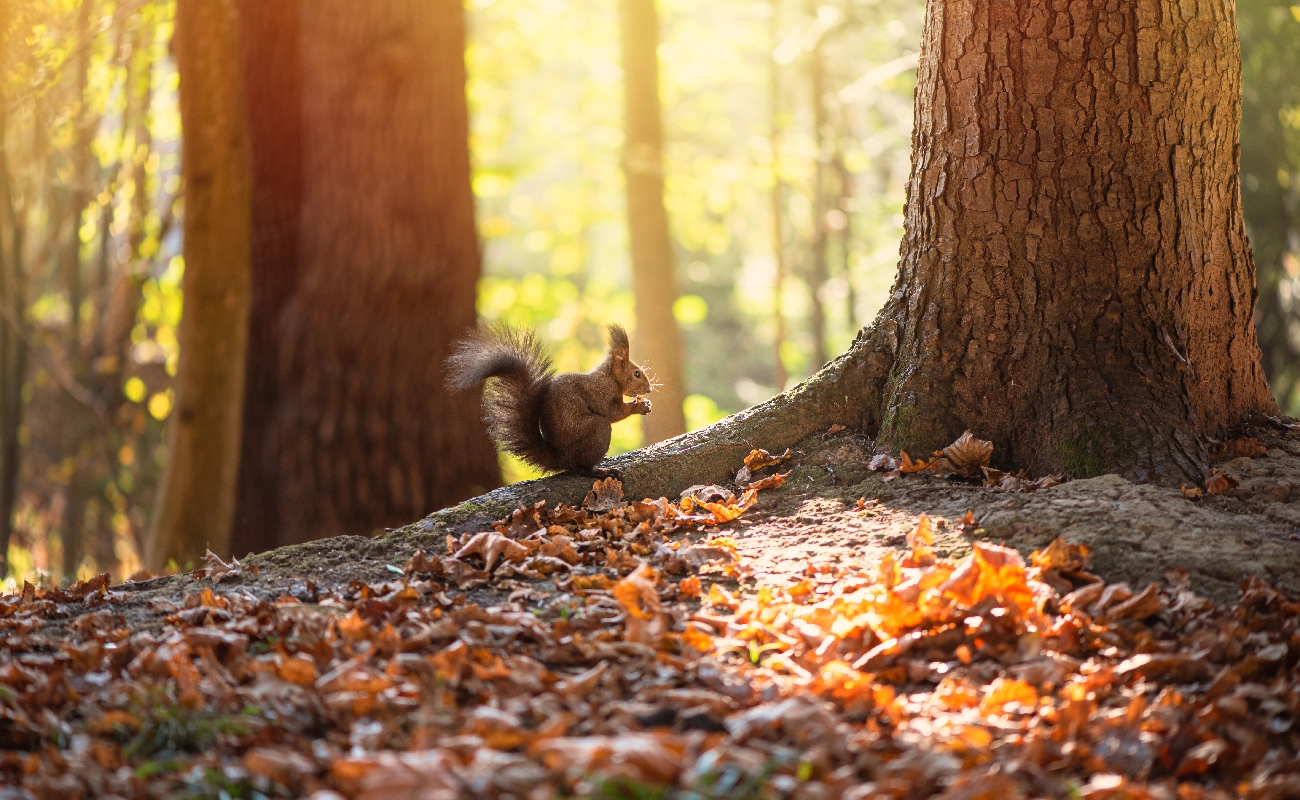Conservation Burial A Legacy That Nurtures the Earth