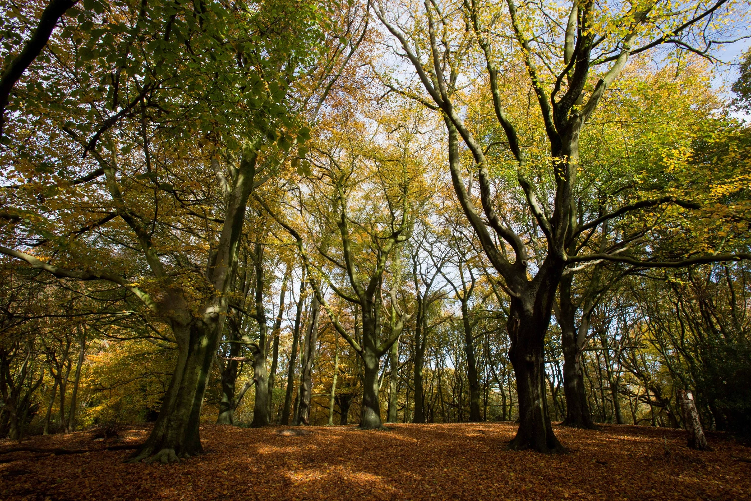 Green Burial Grounds A Guide to Eco-Friendly Burials