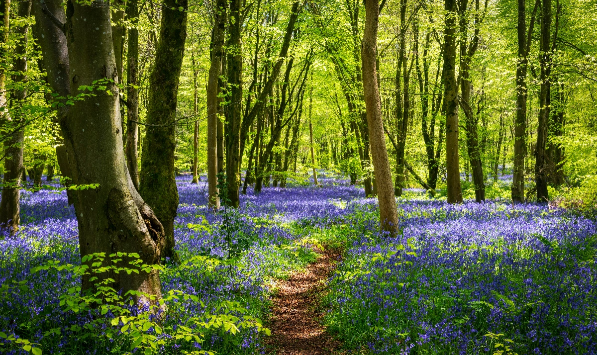 GreenAcres Chiltern Park