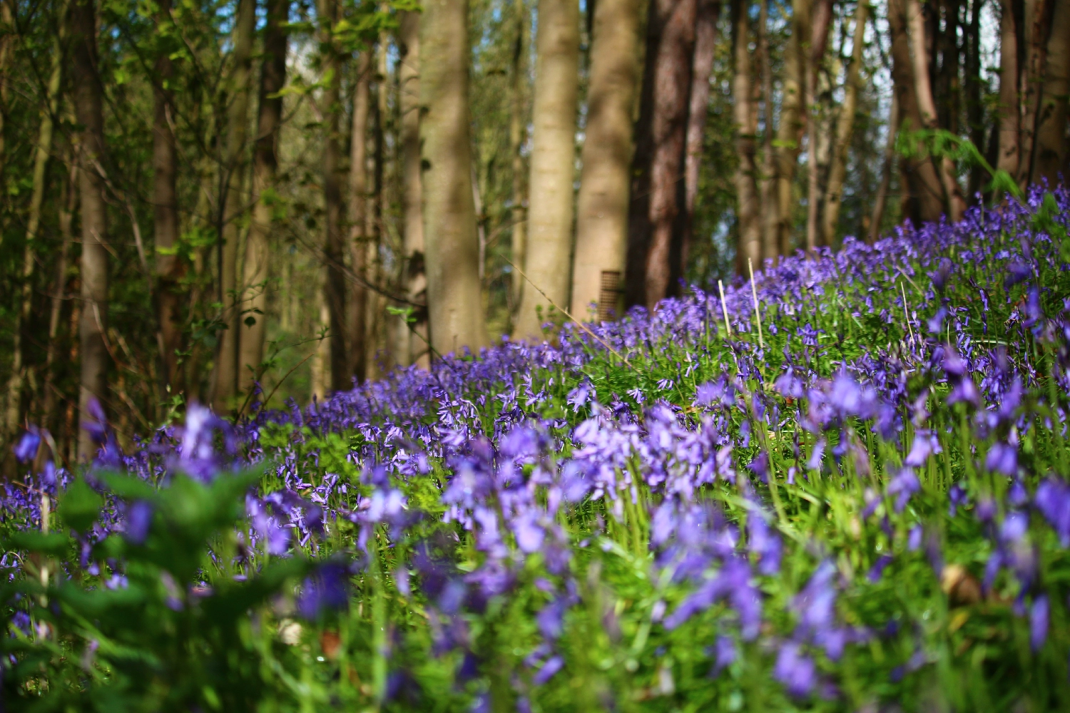 GreenAcres Colney Park