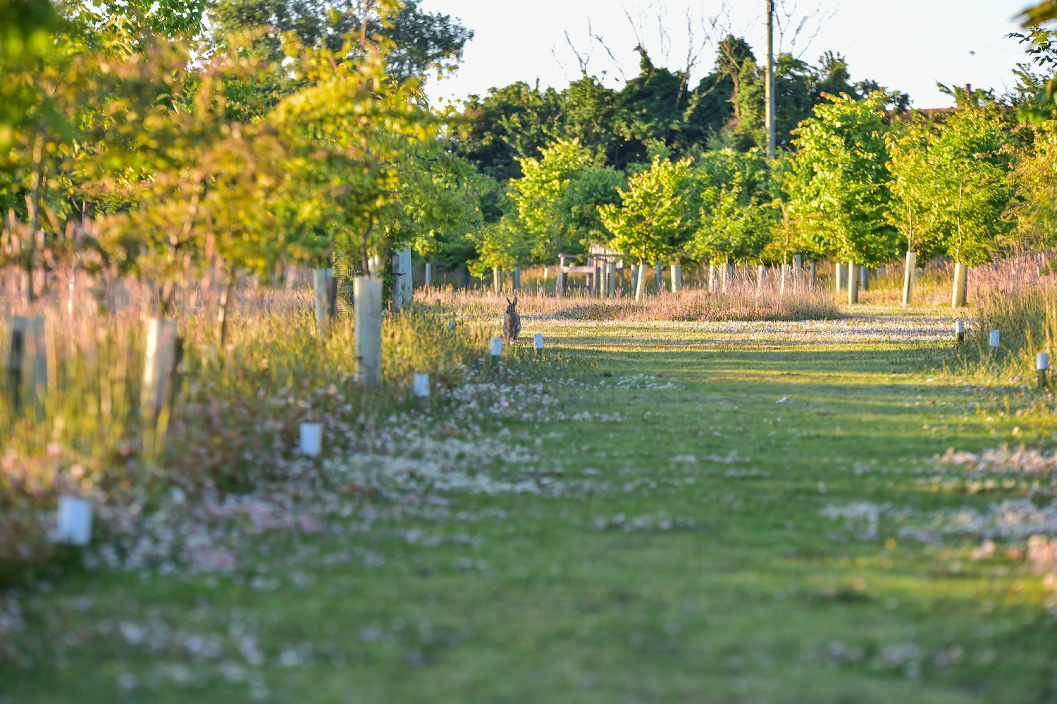 Gunton Woodland Burial Park