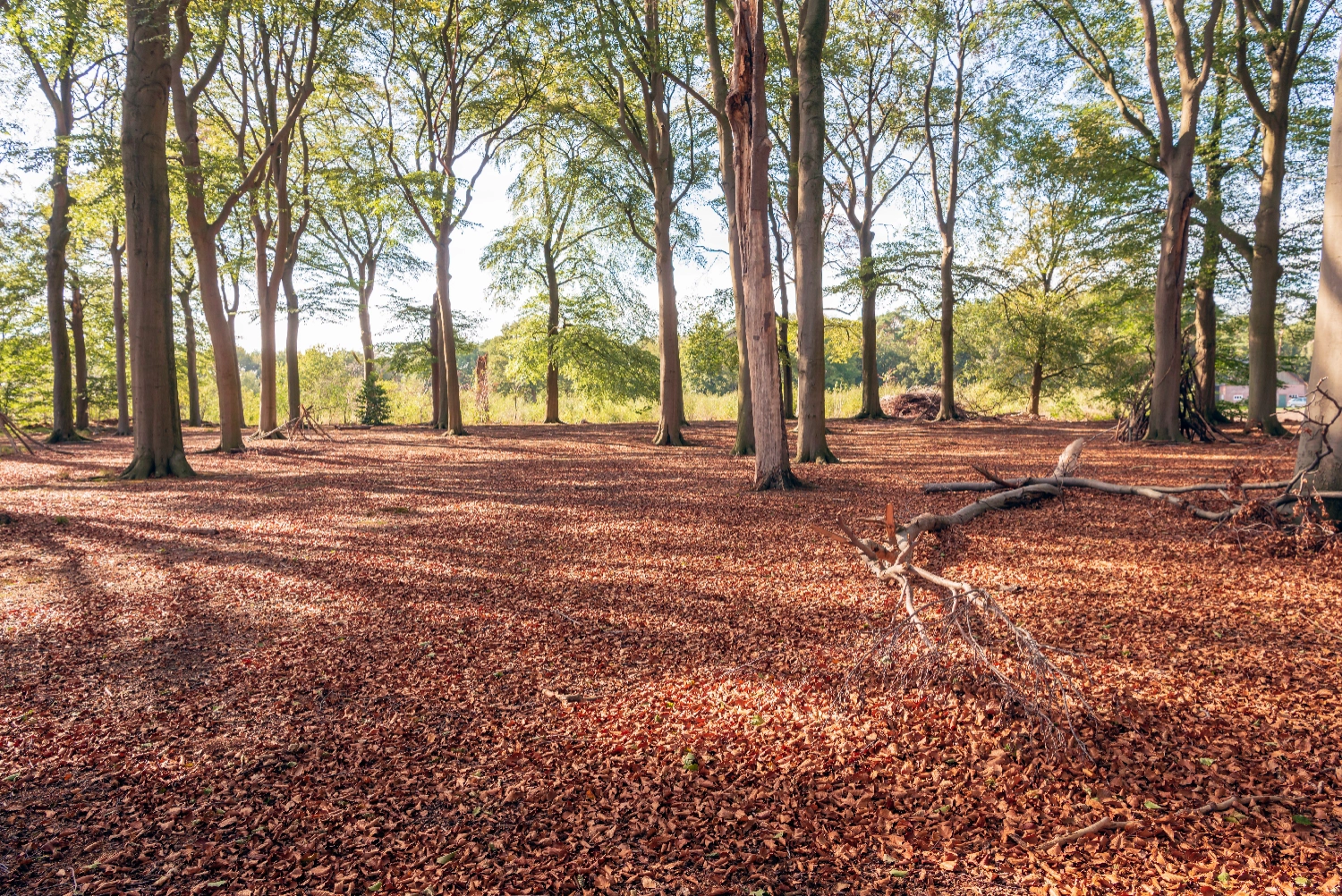 How Decomposition Fits into the Global Carbon Cycle