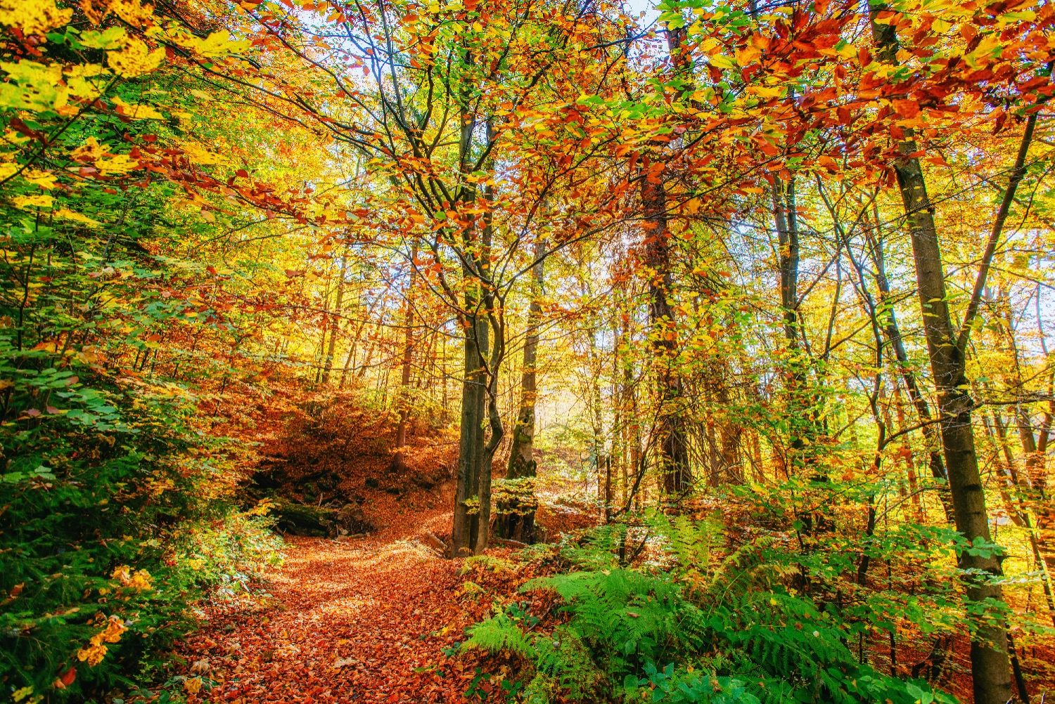 How to Choose a Natural Burial Ground