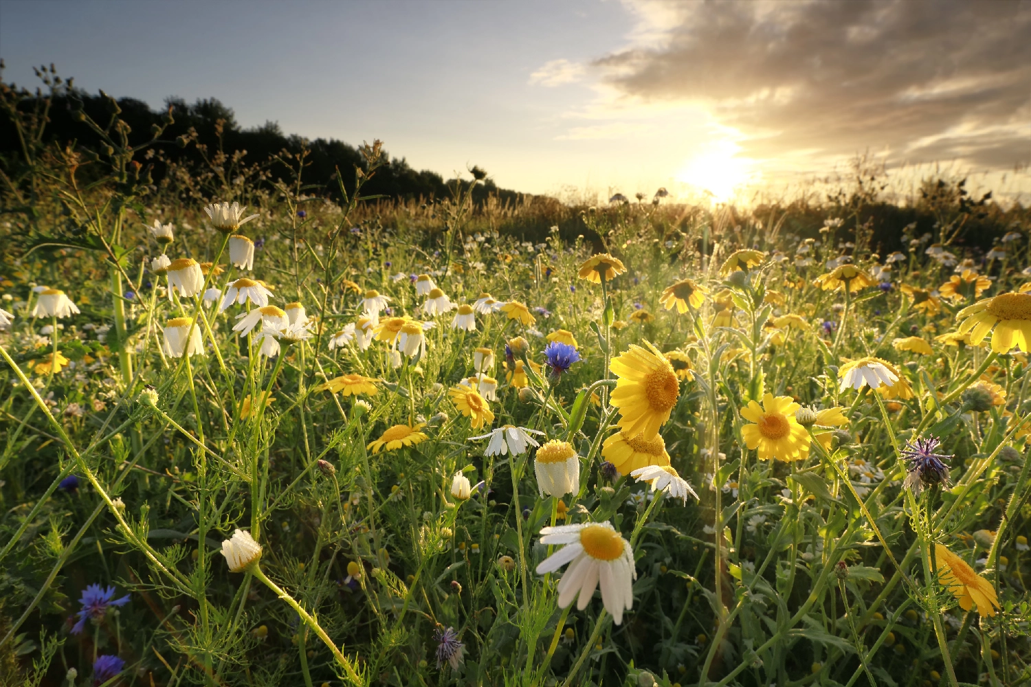 How to Find Natural Burial Grounds near Me