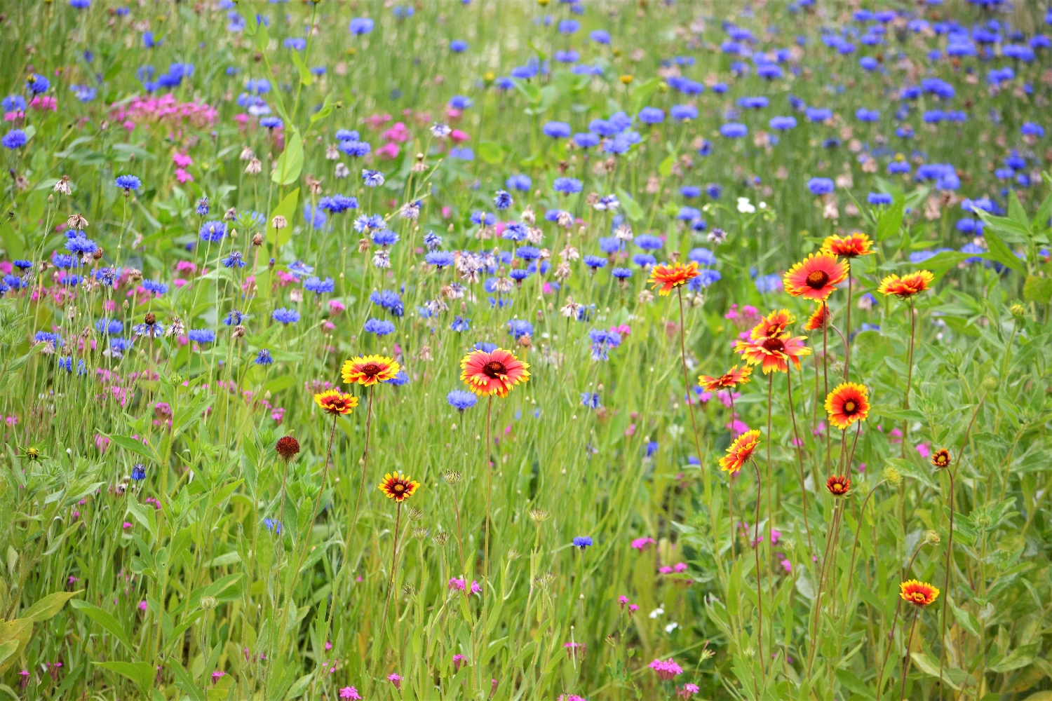 Natural Burial Ground Associations Explained Guidance, Standards & Support