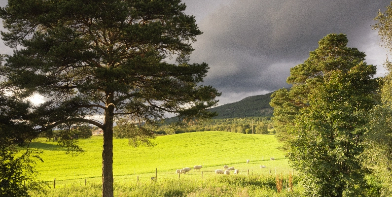 Natural Burial Grounds Angus