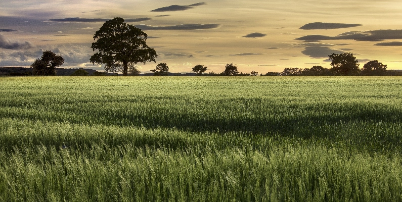 Natural Burial Grounds Lincolnshire