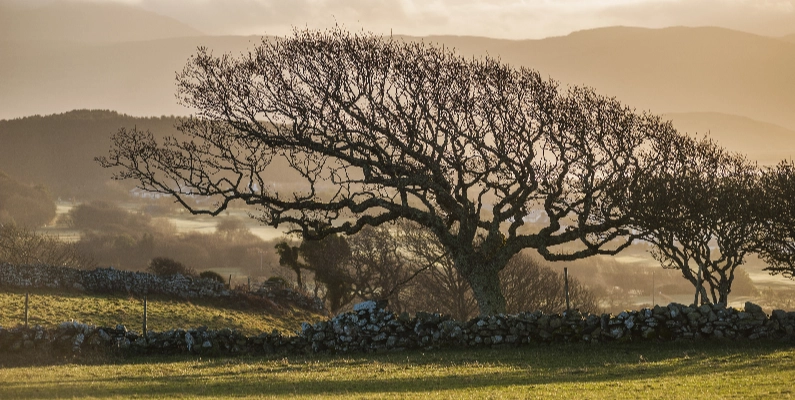 Natural Burial Grounds Powys