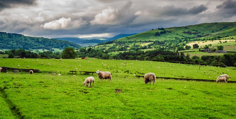 Natural Burial Grounds Swansea