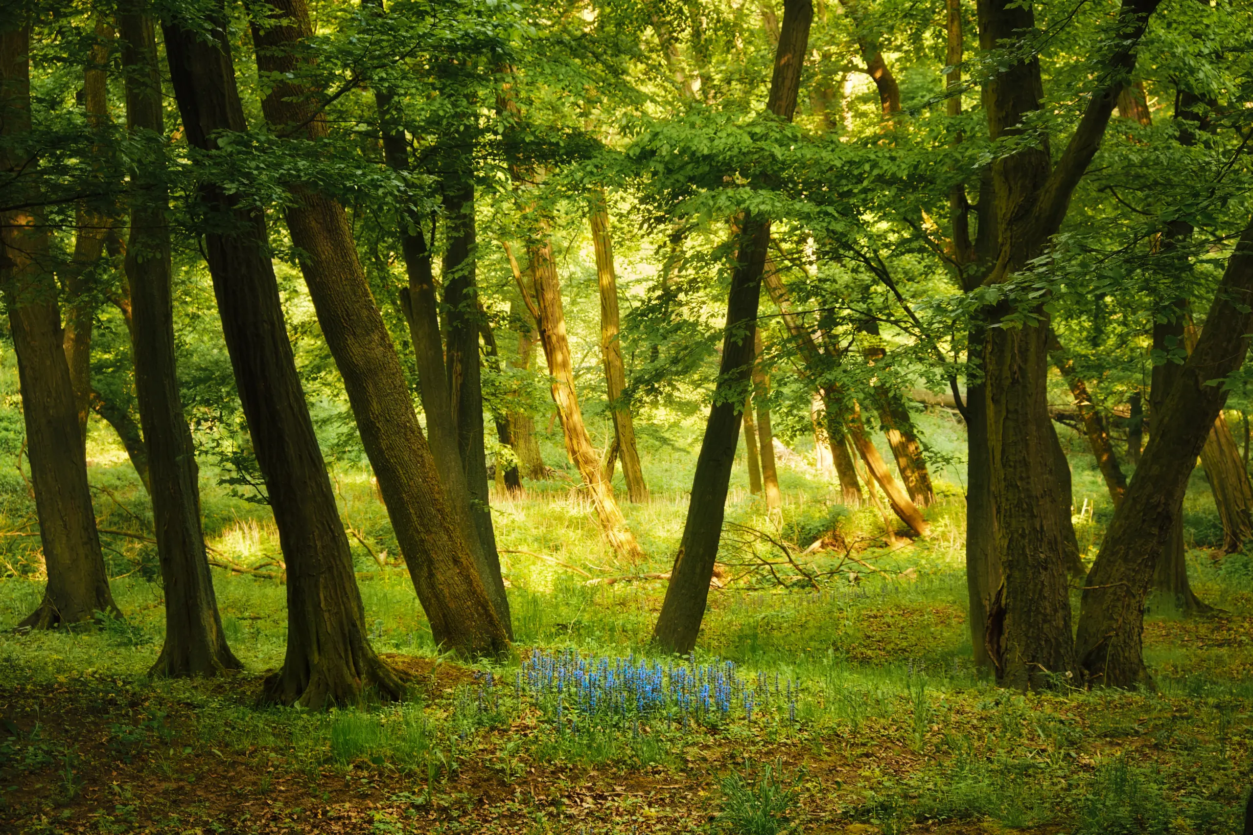 Natural Burial vs. Cremation: An Environmental Impact Comparison