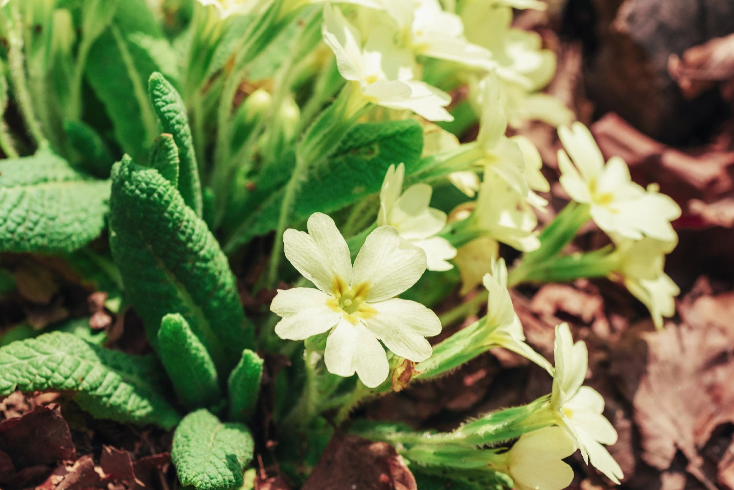 Primrose Wood Natural Burials