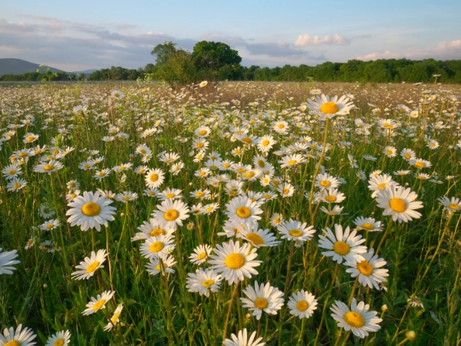 The History of Natural Burial in the UK