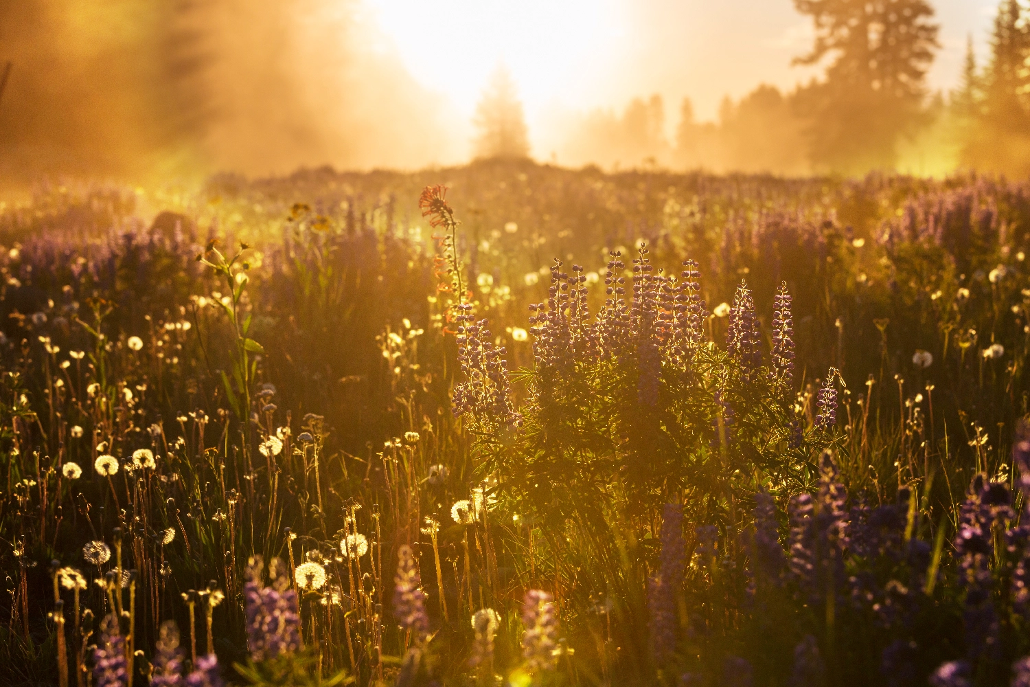 The Natural Cycle of Life and Death Understanding Natural Burial