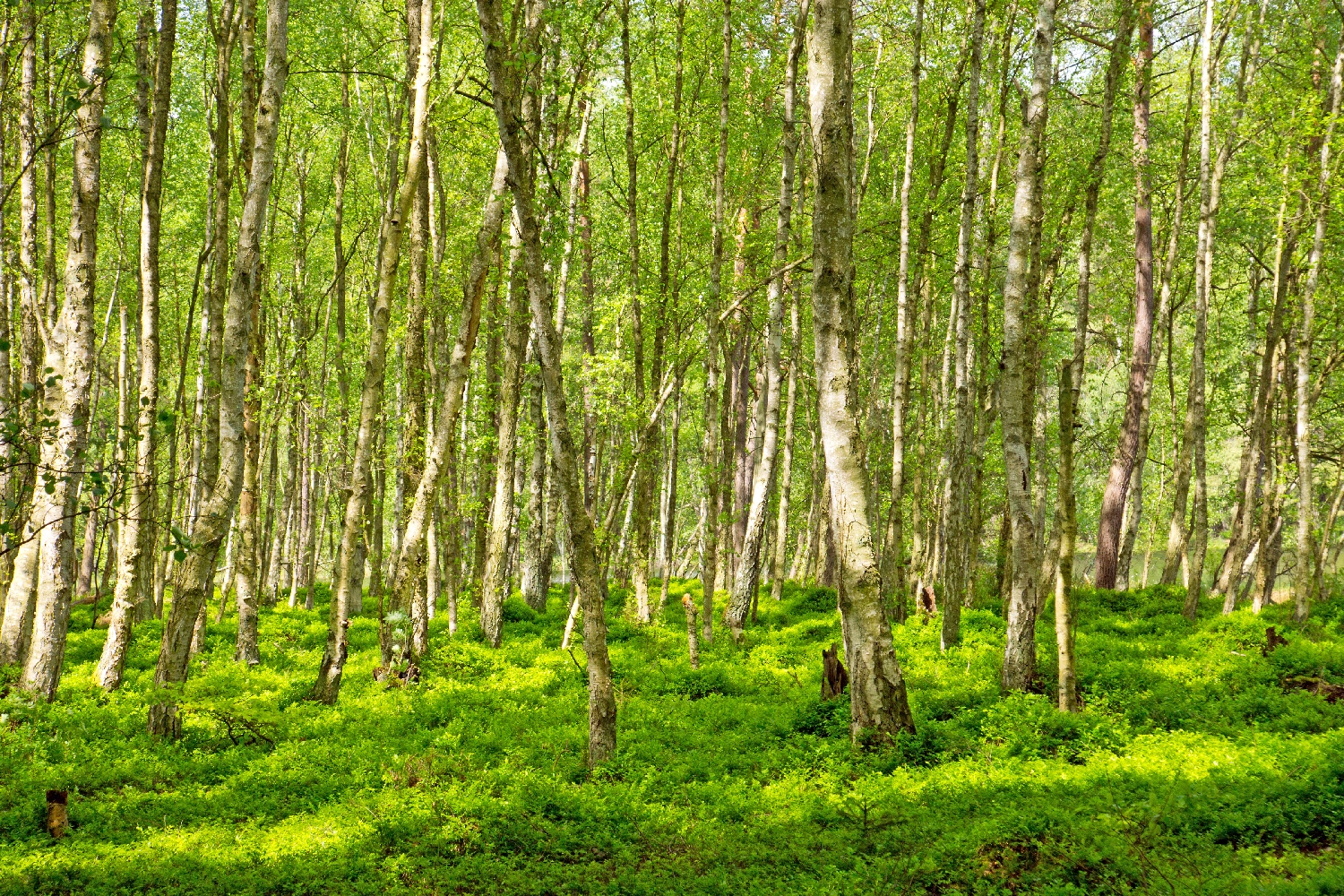 The Role of Microorganisms in Natural Decomposition