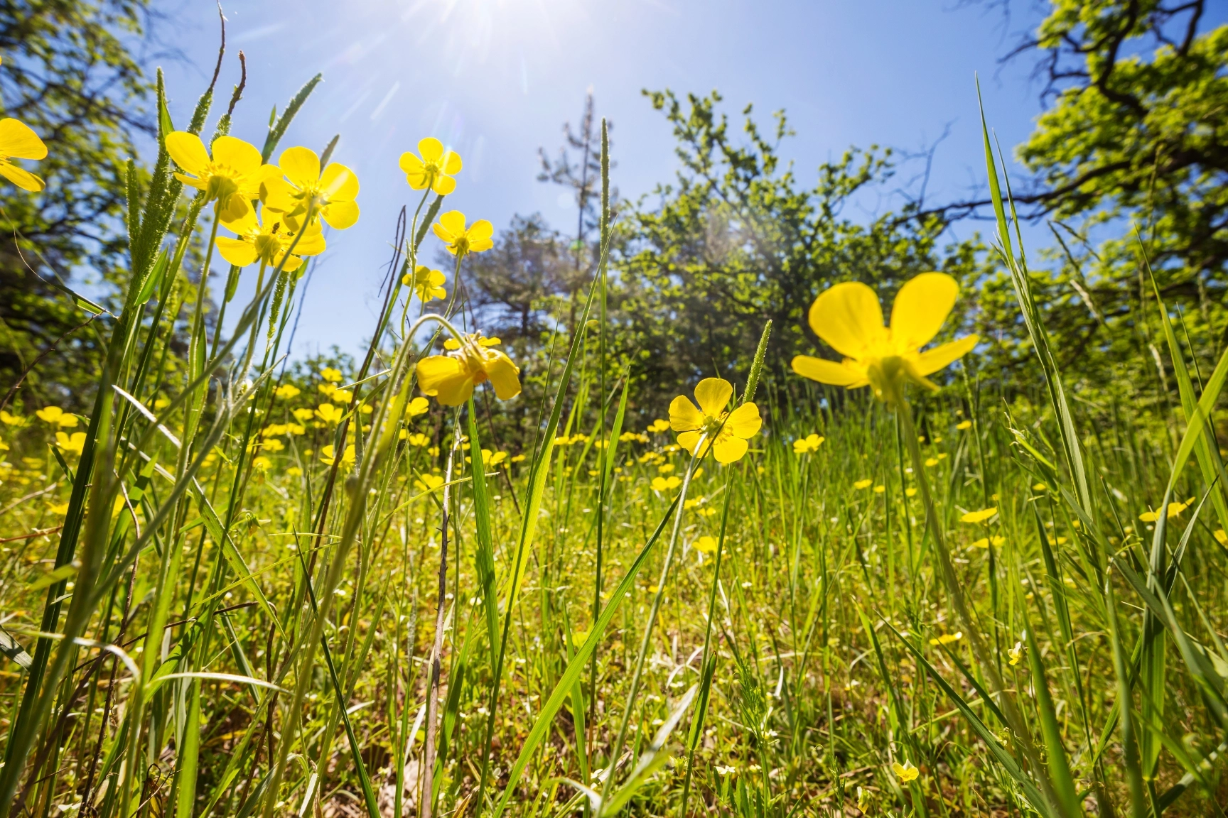 Thoulstone Park Natural Burial Meadow