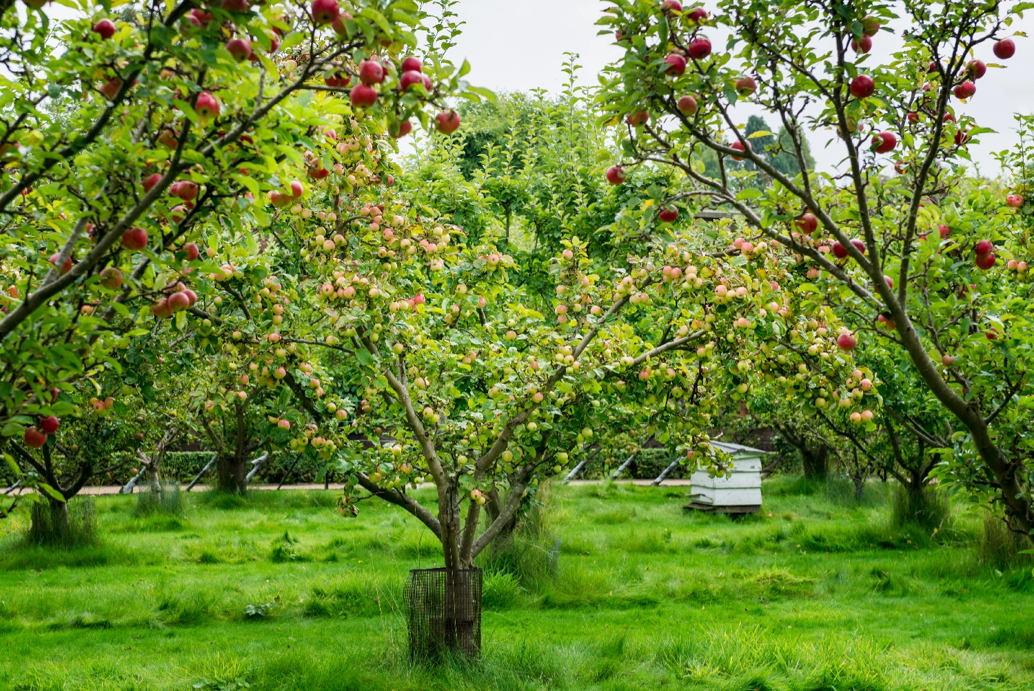 Westhope Green Burial