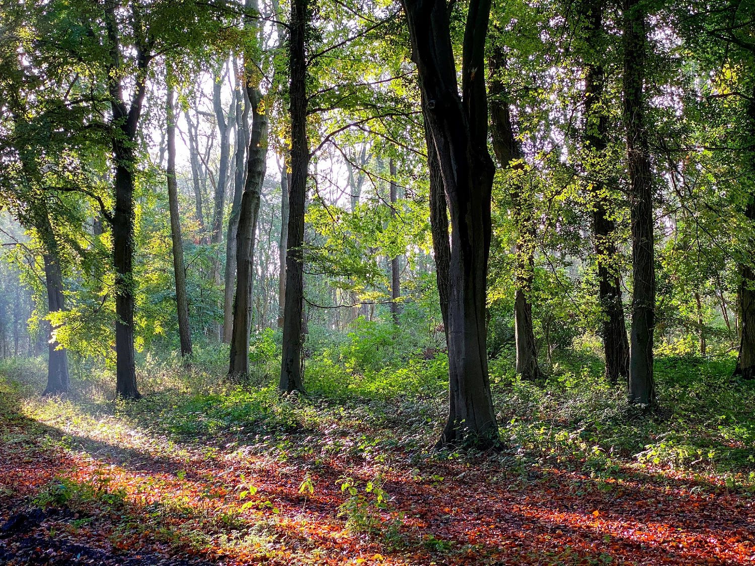 What Is a Green Burial