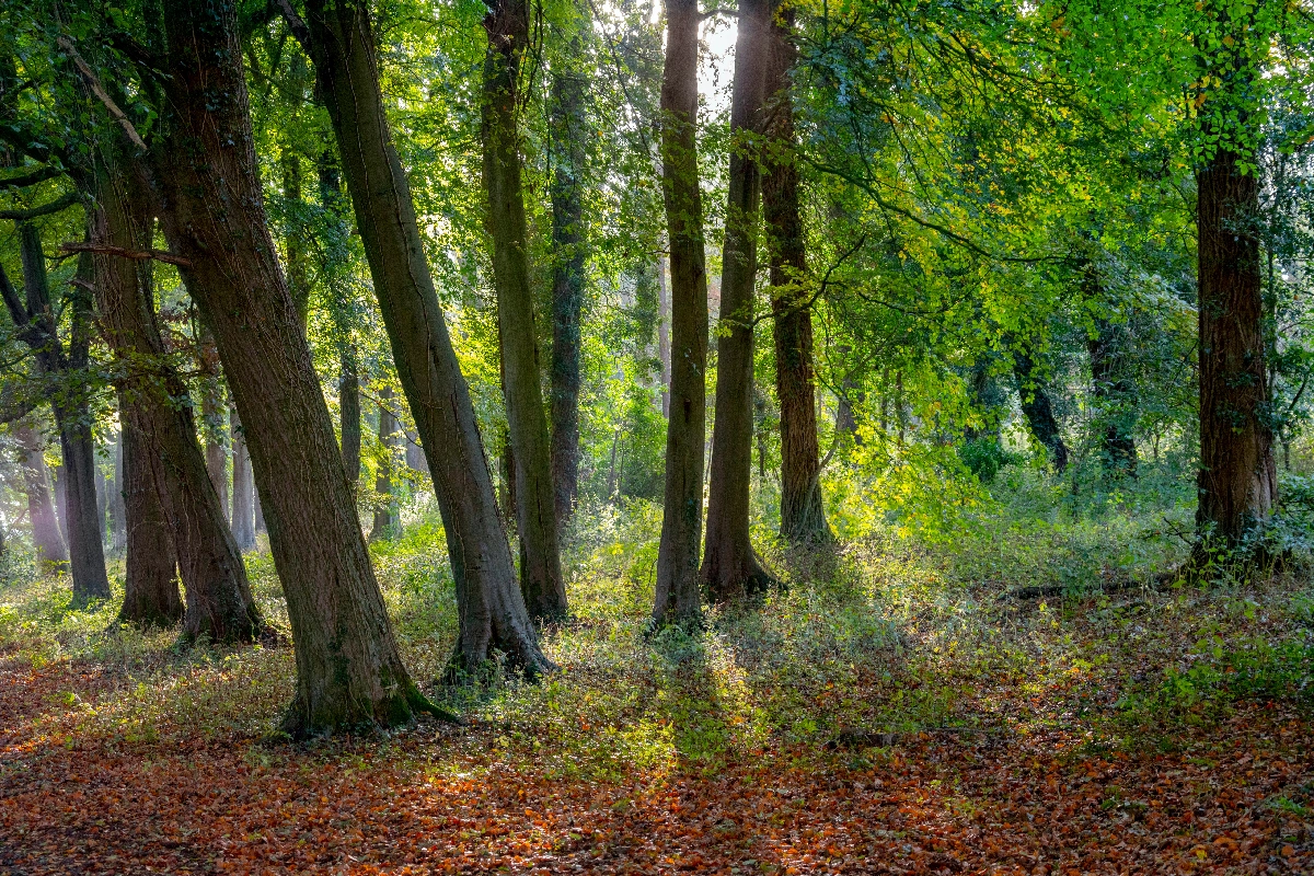 What is a woodland burial