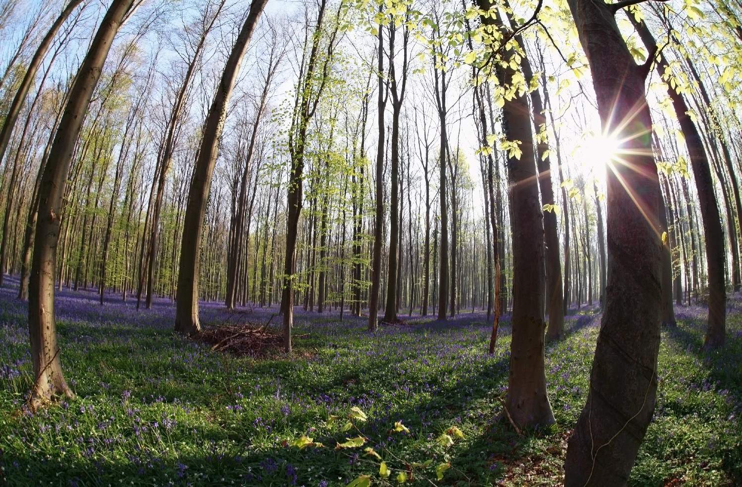 Woodland Burial Biodiversity Benefits