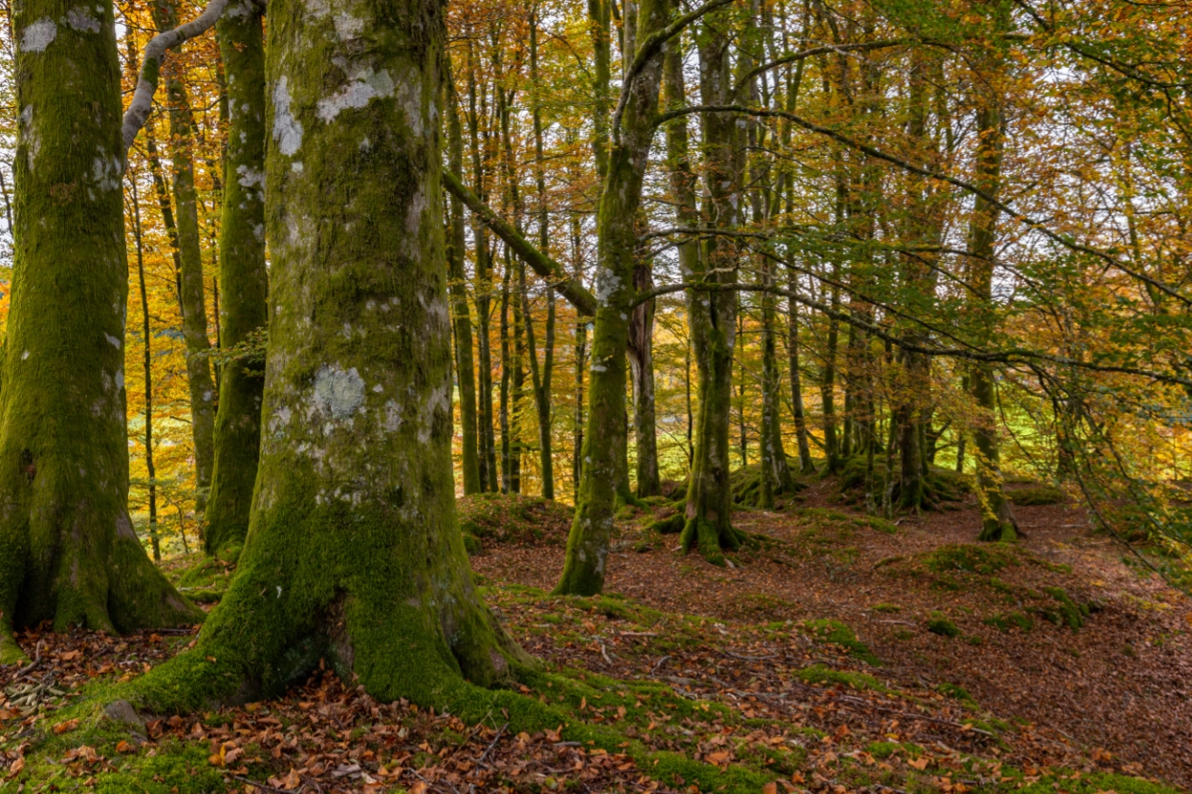 Bargoed Natural Burials