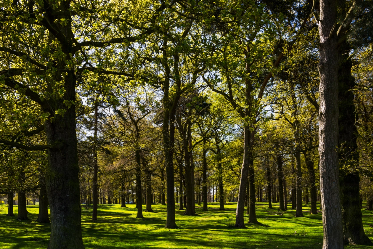 Chesham Bois Burial Ground