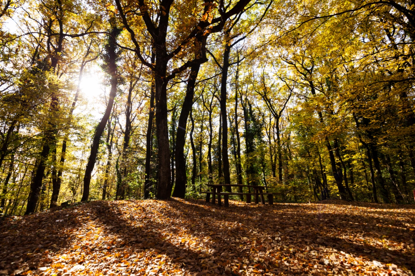 Clovery Woods of Rest