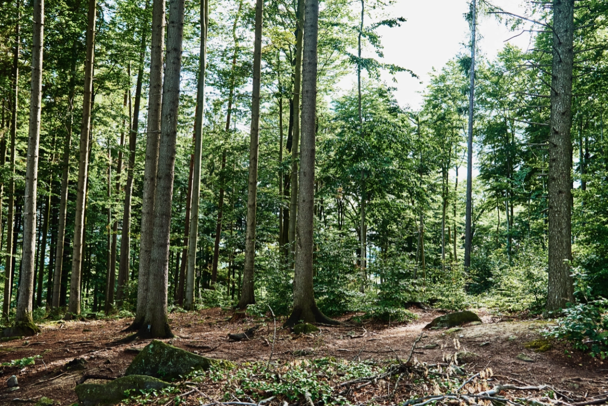 Dale Hill Natural Burials