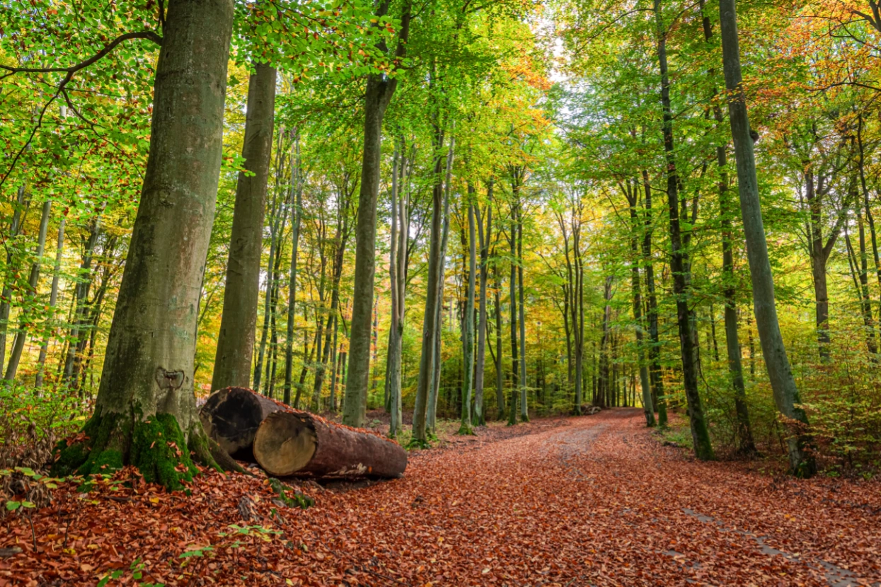 Dorset Downs Natural Burial Ground