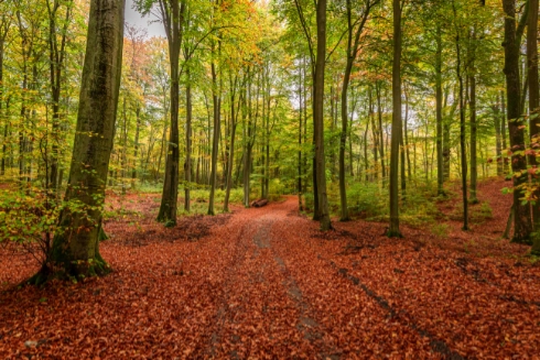 Eternal Forest Trust