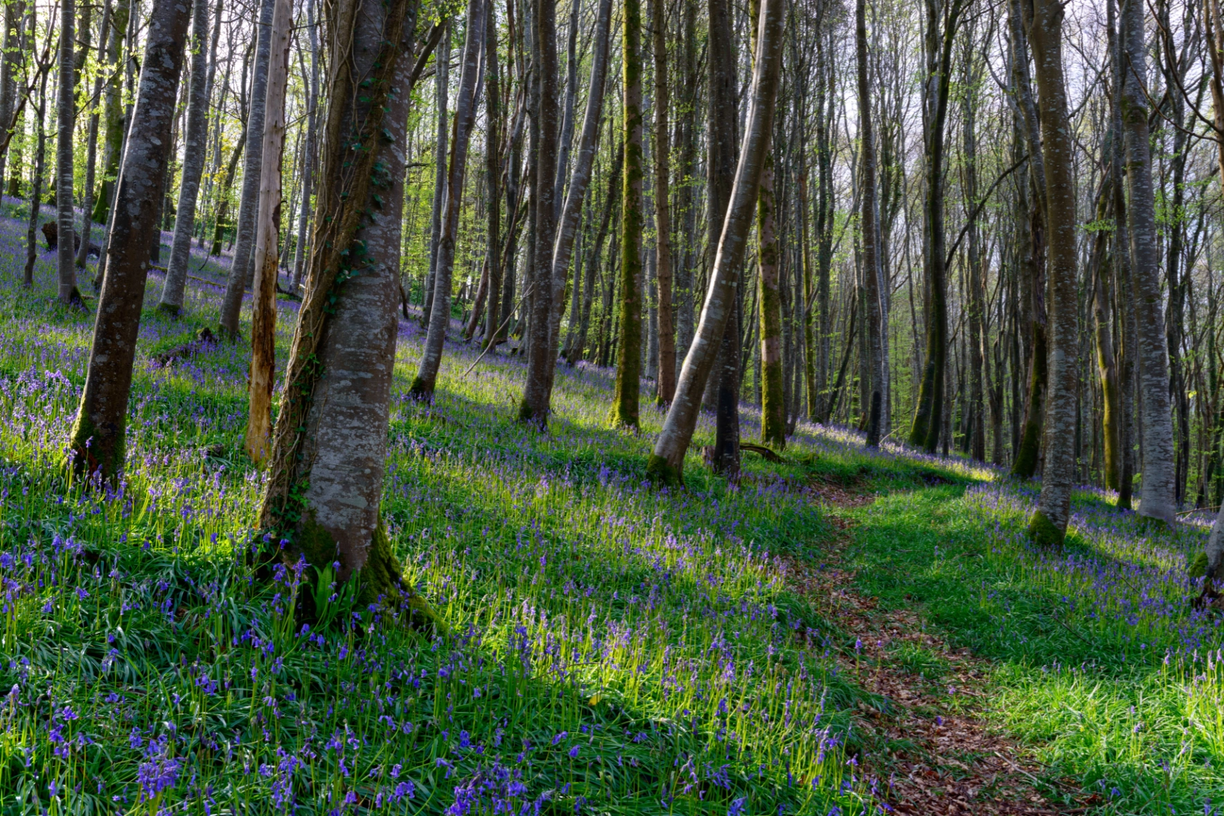 Green Burial Site - Wilkies Wood