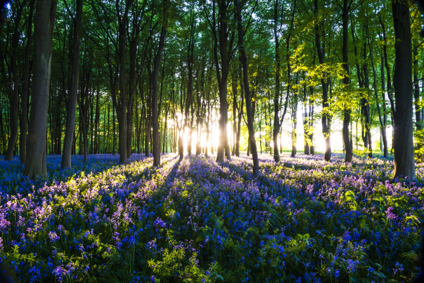 Penwith Woodland Burial
