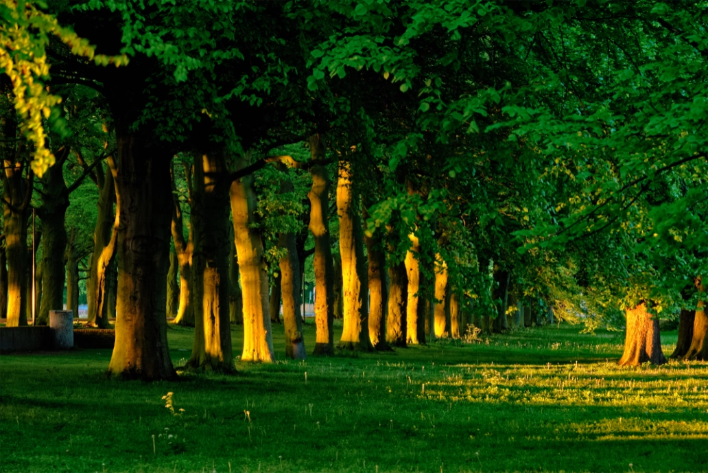 Santune Meadows
