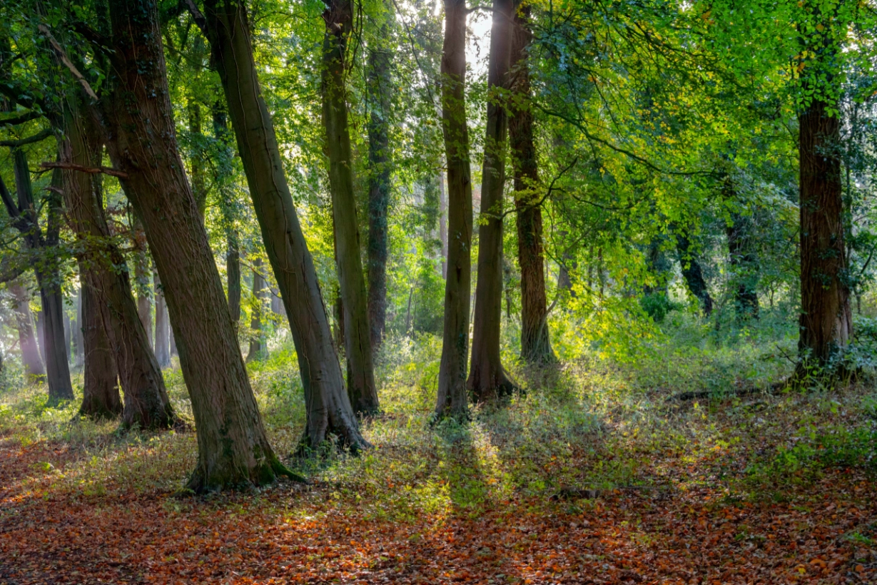 Sharpham Meadow Natural Burial Ground