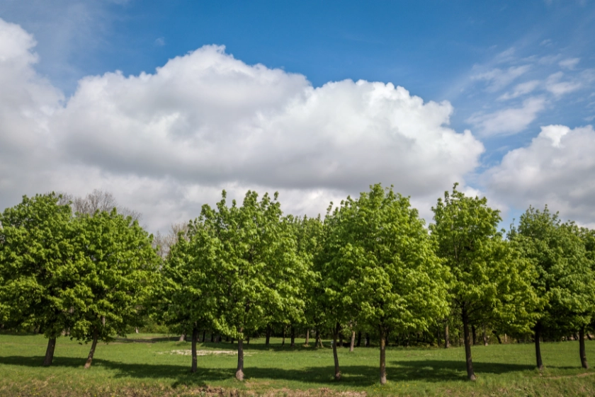 Sheppey Natural Burial Ground