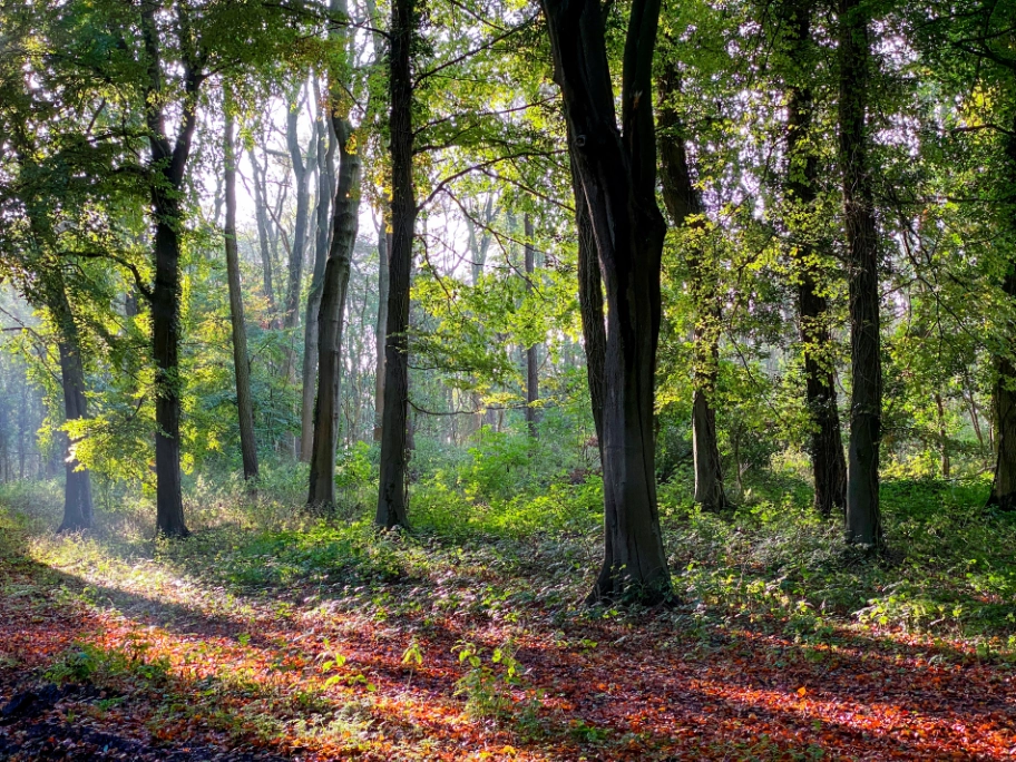 Sun Rising Natural Burial Ground