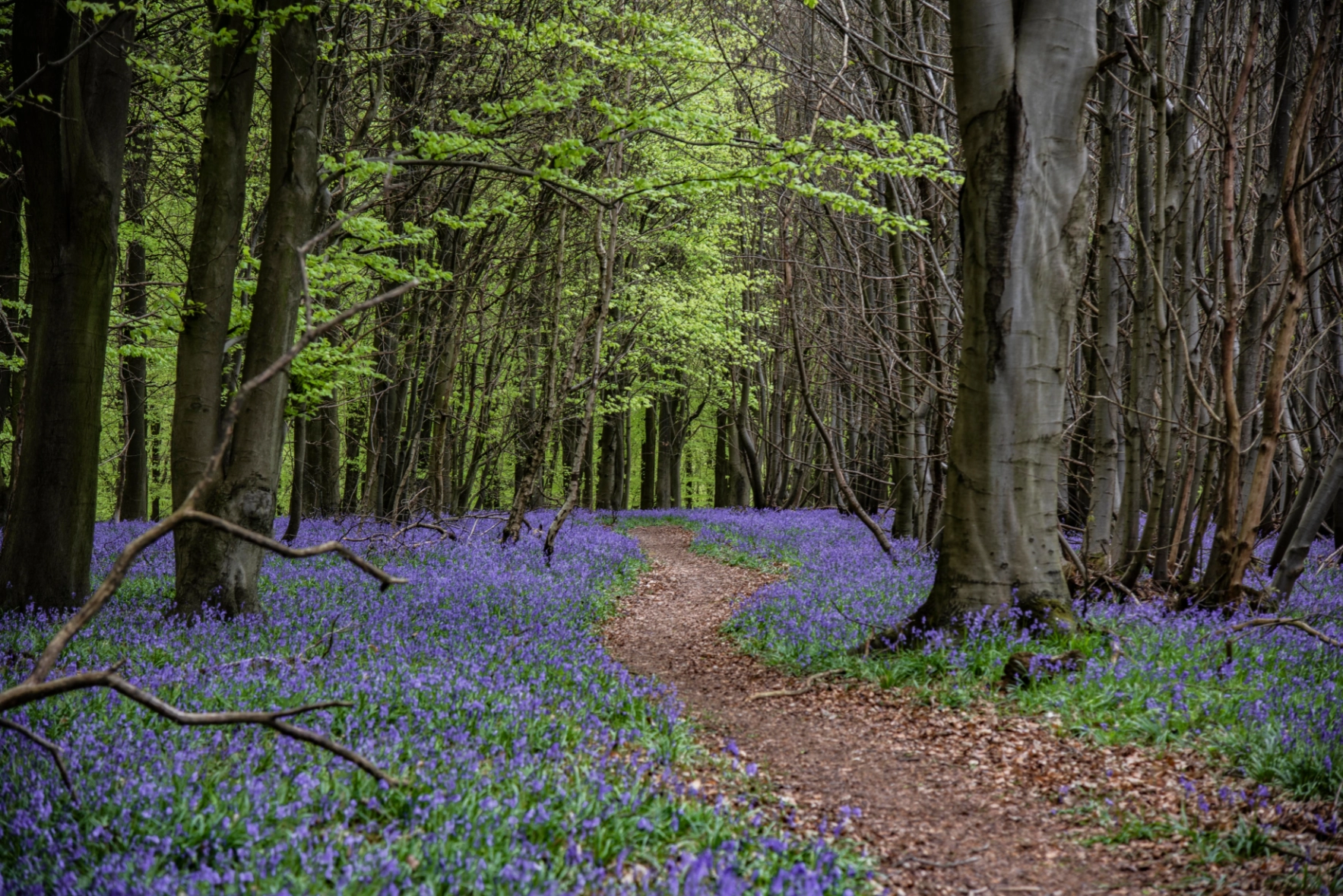 Tarn Moor Memorial Woodland