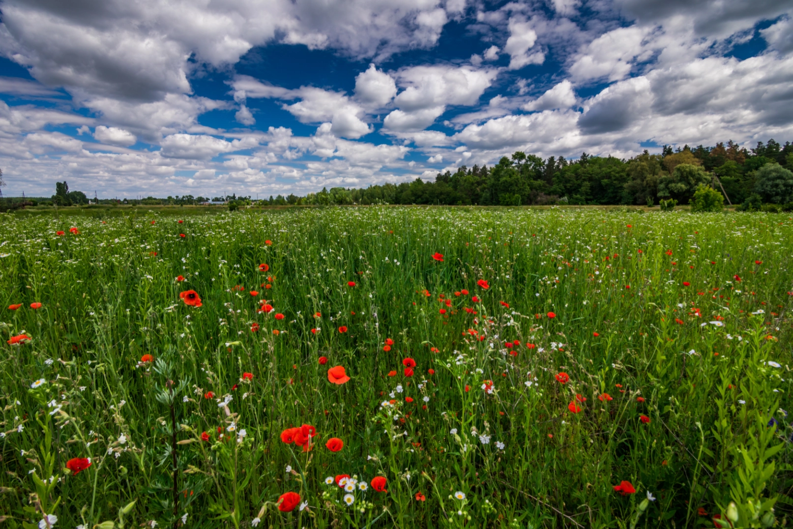 Usk Castle Chase Natural Burial Meadow